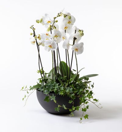 Arrangementsplanting med hvite orkidéer i fat